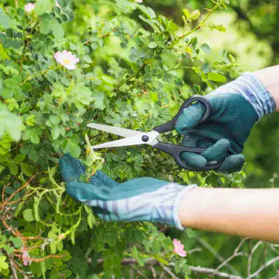 Obstbaumschnitt mit Astschere, Früchte und grüne Blätter, nachhaltige Gartenpflege.