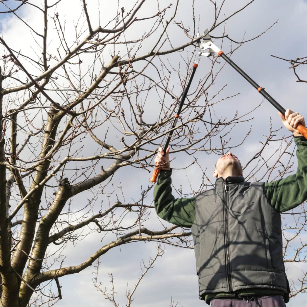 Pflegeschnitt an einem Obstbaum mit der Teleskop-Astschere