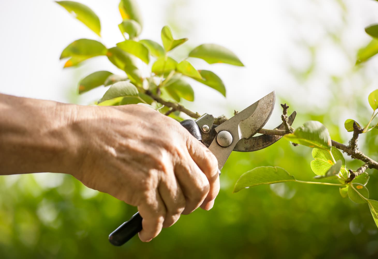 Gartenschere beim Schnitt an einem jungen Trieb