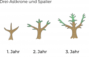 Schema: Drei-Ast-Krone und Spalierform im Vergleich