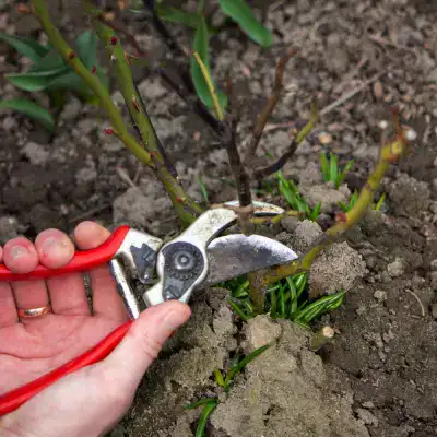 Rückschnitt einer Staude mit der Gartenschere