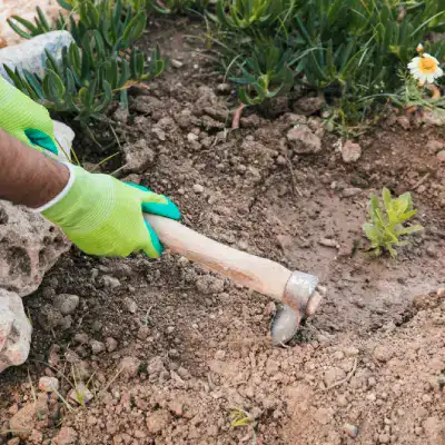 Beetpflege von Hand: Auflockern der Erde zwischen den Pflanzen