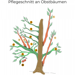 Schema: Pflegeschnitt an einem Obstbaum mit markierten Schnittstellen