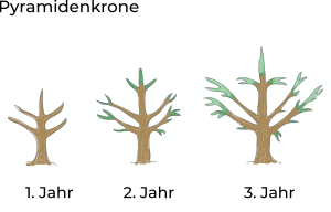 Schema: pyramidal aufgebaute Baumkrone mit Mitteltrieb und Leitästen