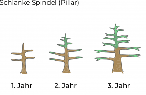 Schema: Erziehungsform schlanke Spindel (Pillar)