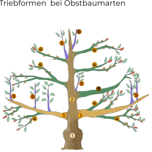 Schema: Triebformen bei Obstbäumen - Leitäste, Fruchtholz und Wassertriebe