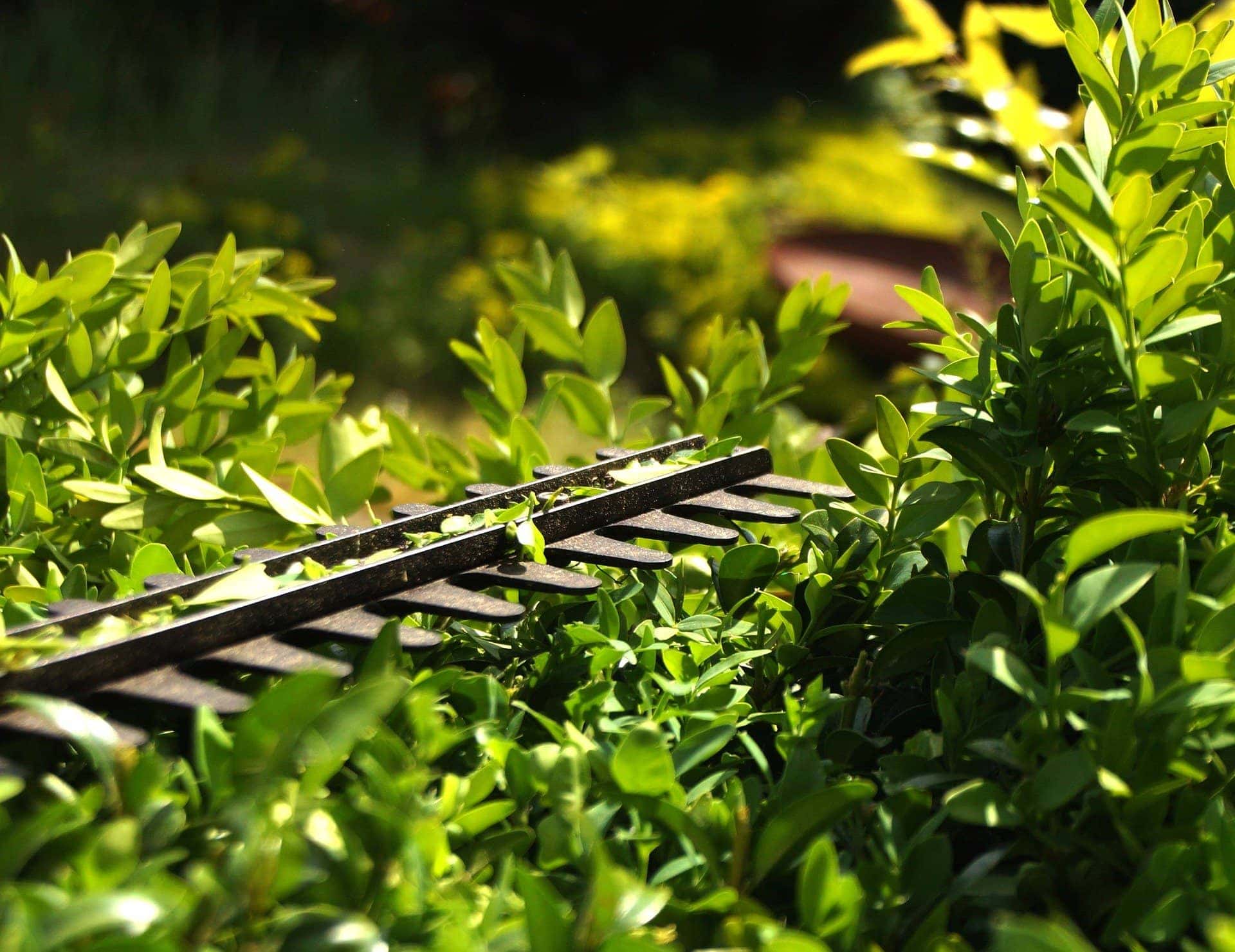Formschnitt einer Hecke mit der Heckenschere