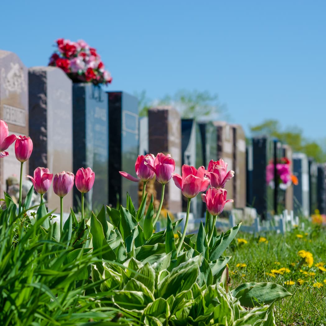 Bepflanzte Grabstätten mit Frühlingsblumen