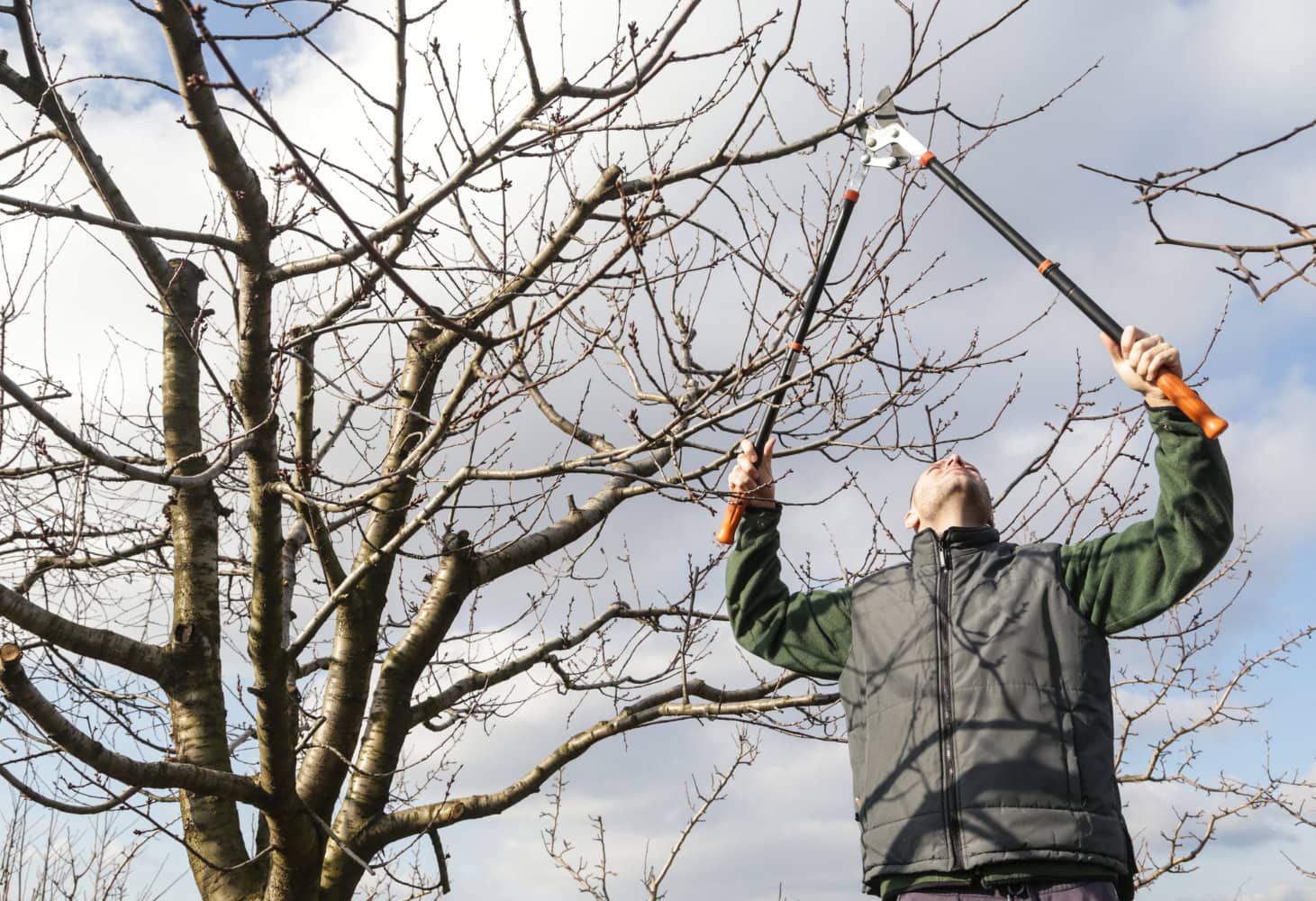 Schnittarbeiten an einem unbelaubten Obstbaum