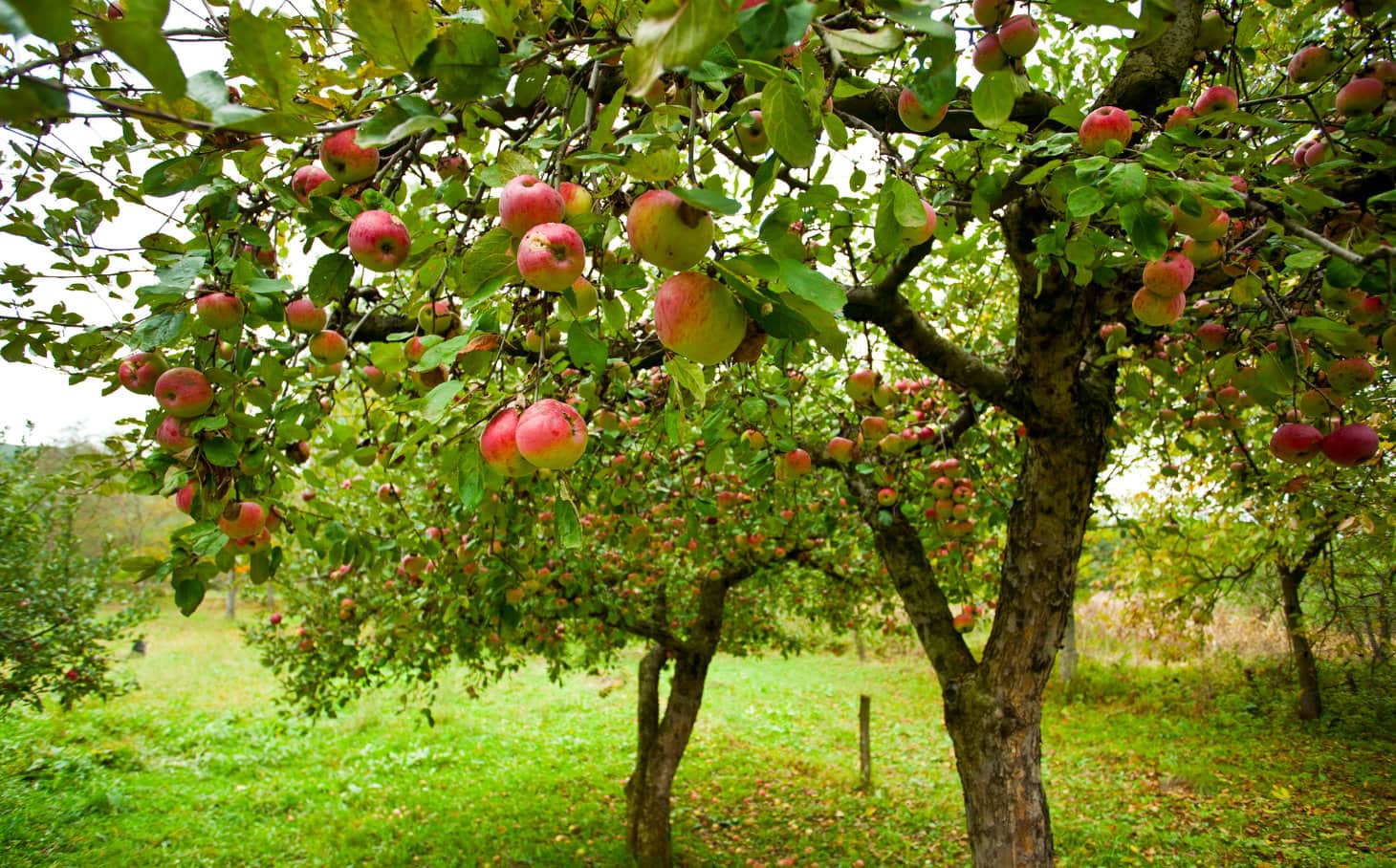Gepflegter Garten mit Rasen, Beeten und Ziersträuchern